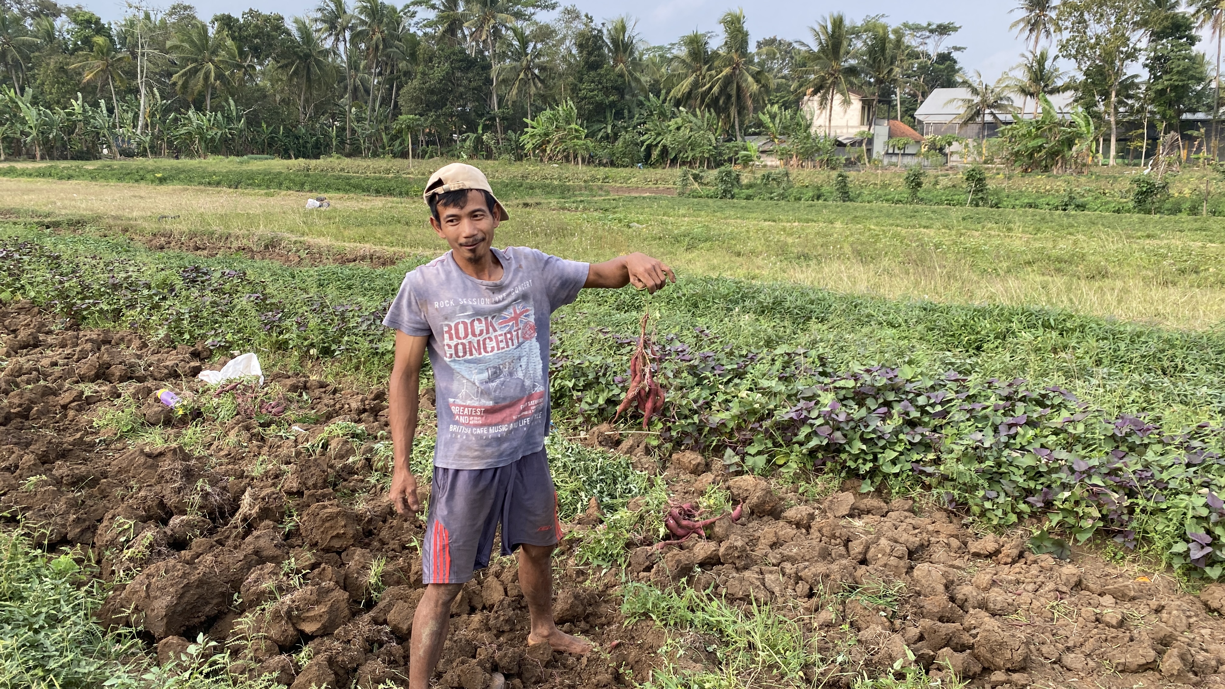 Petani Ubi Jalar